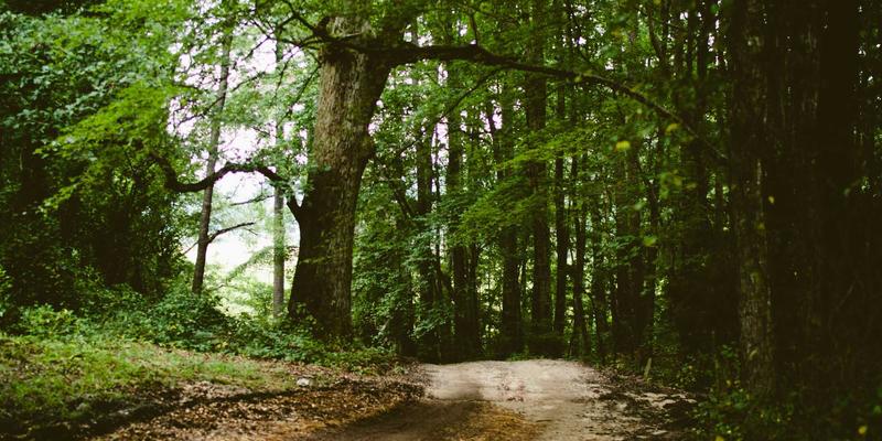 从养胃古方到现代科技：伽纳健猴头菇提取物如何科学修复胃黏膜，终结消化不良？