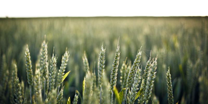 伽纳健B族维生素片:现代高压人群的养生之道,如何用B族维生素+矿物质+草本精华缓解疲劳与改善代谢?